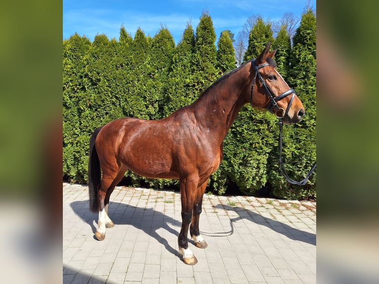 Caballo de deporte español Caballo castrado 10 años 160 cm Castaño in Creußen
