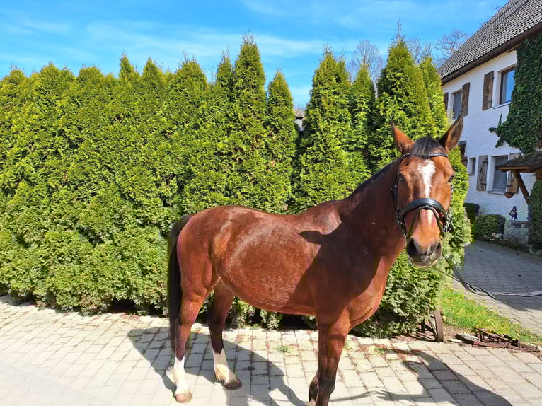 Caballo de deporte español Caballo castrado 10 años 160 cm Castaño in Creußen