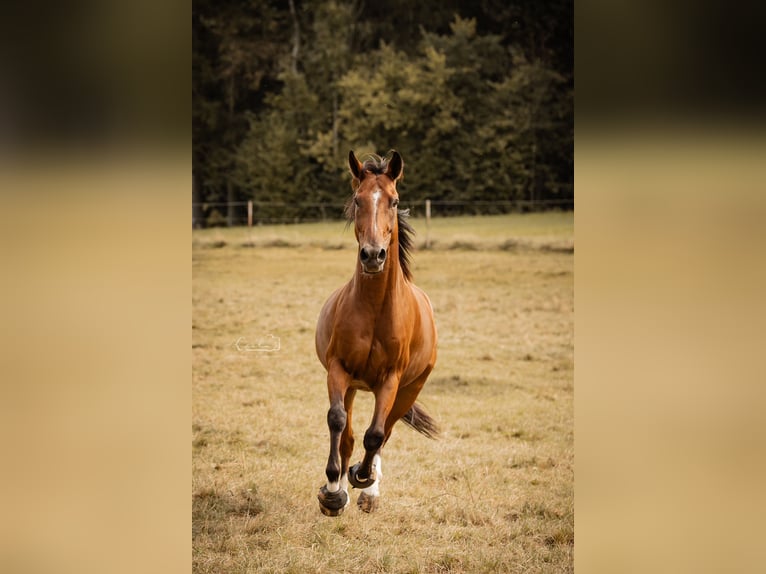 Caballo de deporte español Caballo castrado 10 años 160 cm Castaño in Creußen