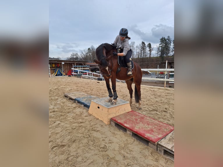 Caballo de deporte español Caballo castrado 10 años 160 cm Castaño in Creußen