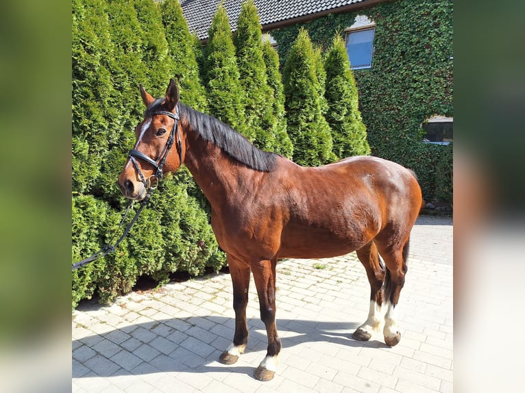 Caballo de deporte español Caballo castrado 10 años 160 cm Castaño in Creußen