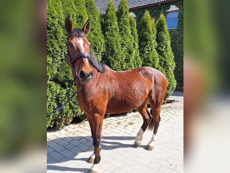 Caballo de deporte español Caballo castrado 10 años 160 cm Castaño in Creußen