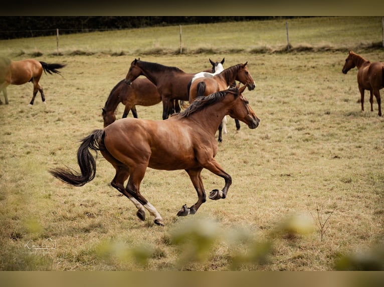 Caballo de deporte español Caballo castrado 10 años 160 cm Castaño in Creußen