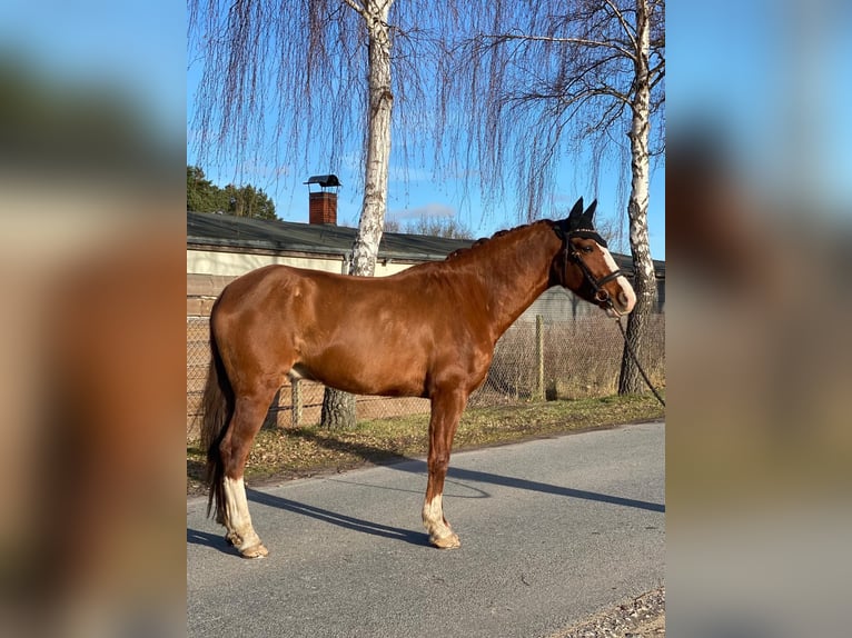 Caballo de deporte español Caballo castrado 10 años 163 cm Alazán in Eickhof