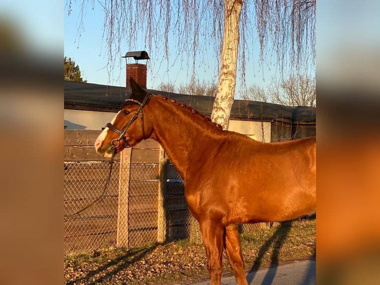 Caballo de deporte español Caballo castrado 10 años 163 cm Alazán in Eickhof