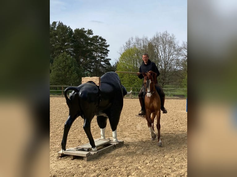 Caballo de deporte español Caballo castrado 10 años 163 cm Alazán in Eickhof