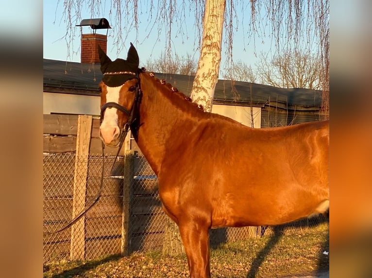 Caballo de deporte español Caballo castrado 10 años 163 cm Alazán in Eickhof