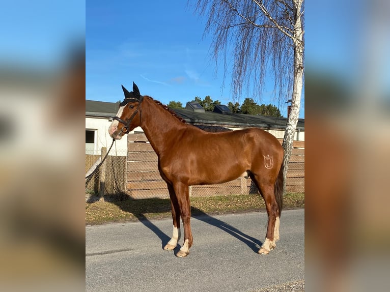 Caballo de deporte español Caballo castrado 10 años 163 cm Alazán in Eickhof