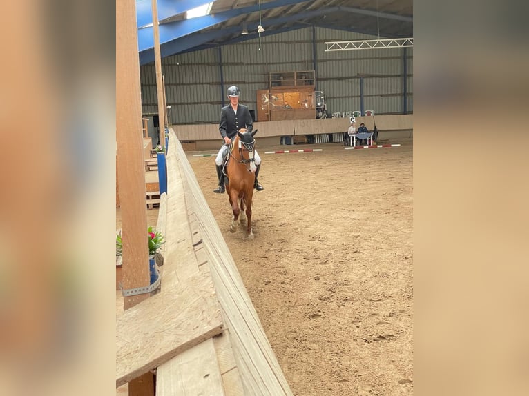 Caballo de deporte español Caballo castrado 10 años 163 cm Alazán in Eickhof