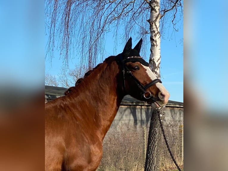 Caballo de deporte español Caballo castrado 10 años 163 cm Alazán in Eickhof