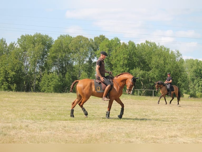 Caballo de deporte español Caballo castrado 10 años 163 cm Alazán in Eickhof