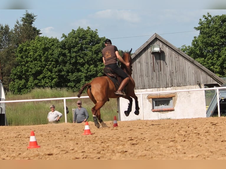 Caballo de deporte español Caballo castrado 10 años 163 cm Alazán in Eickhof