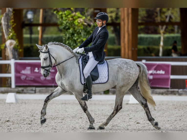 Caballo de deporte español Caballo castrado 10 años 164 cm Tordo in Benagolf (San Antonio) (Urbanizacion)