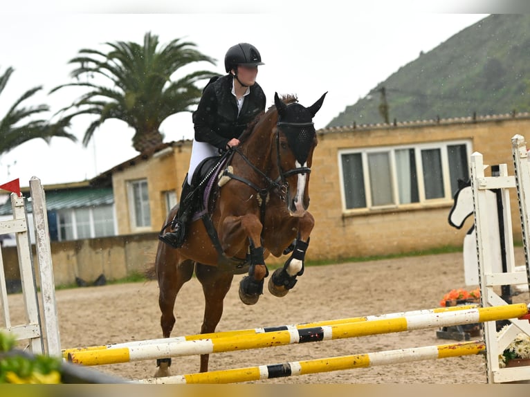 Caballo de deporte español Mestizo Caballo castrado 10 años 165 cm Alazán in Castro Urdiales