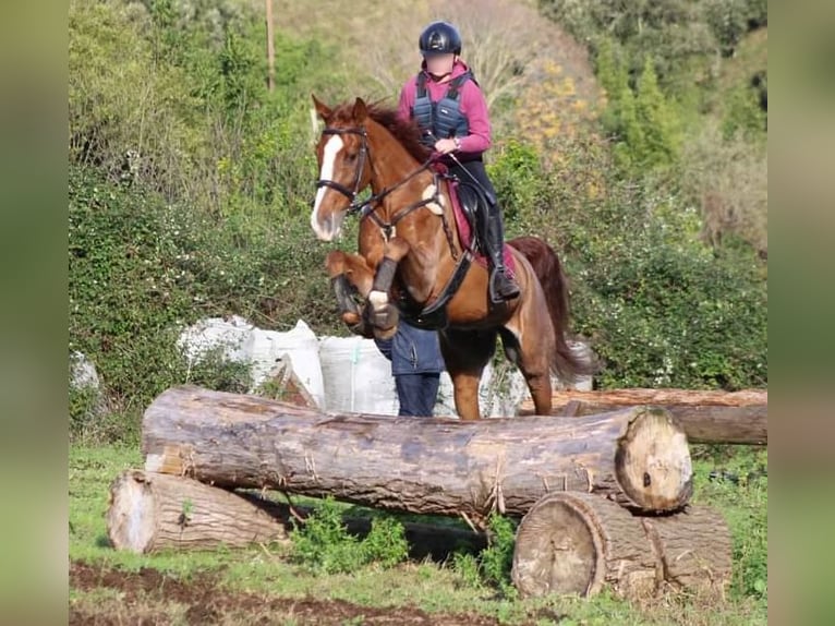 Caballo de deporte español Mestizo Caballo castrado 10 años 165 cm Alazán in Castro Urdiales