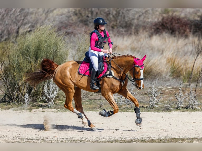 Caballo de deporte español Mestizo Caballo castrado 10 años 165 cm Alazán in Castro Urdiales