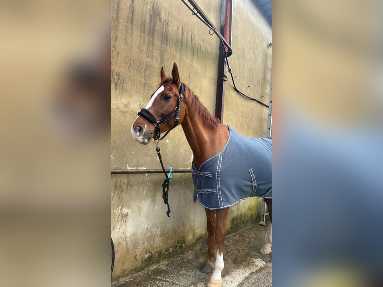 Caballo de deporte español Mestizo Caballo castrado 10 años 165 cm Alazán in Castro Urdiales