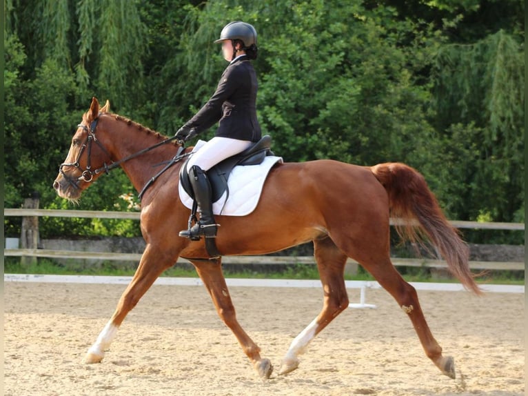 Caballo de deporte español Mestizo Caballo castrado 10 años 165 cm Alazán in Castro Urdiales