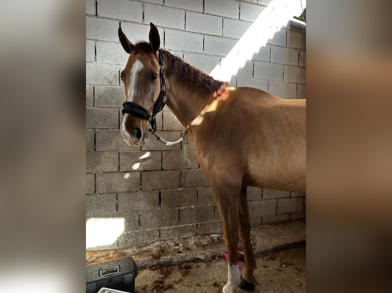 Caballo de deporte español Mestizo Caballo castrado 10 años 165 cm Alazán in Castro Urdiales