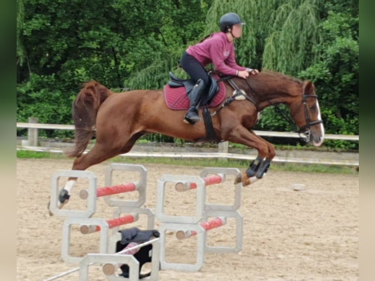 Caballo de deporte español Mestizo Caballo castrado 10 años 165 cm Alazán in Castro Urdiales