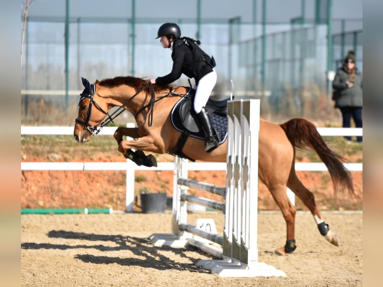 Caballo de deporte español Mestizo Caballo castrado 10 años 165 cm Alazán in Castro Urdiales