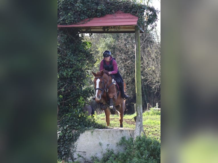 Caballo de deporte español Mestizo Caballo castrado 10 años 165 cm Alazán in Castro Urdiales