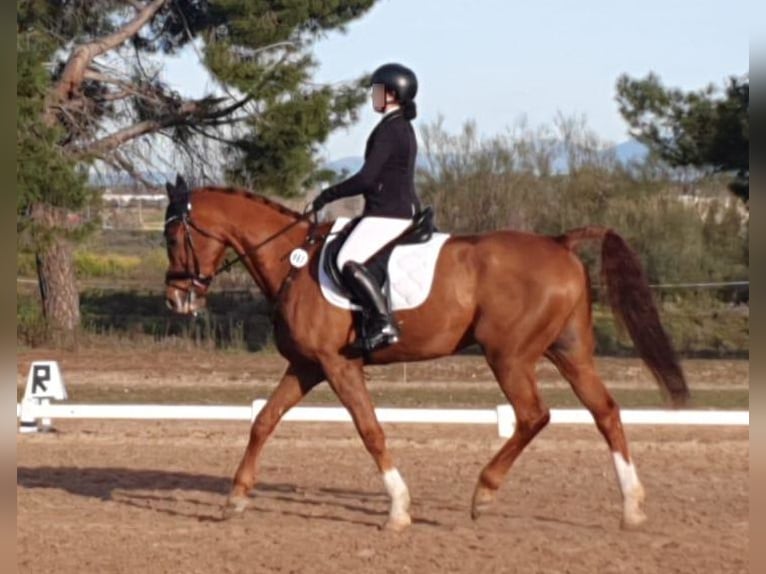 Caballo de deporte español Mestizo Caballo castrado 10 años 165 cm Alazán in Castro Urdiales