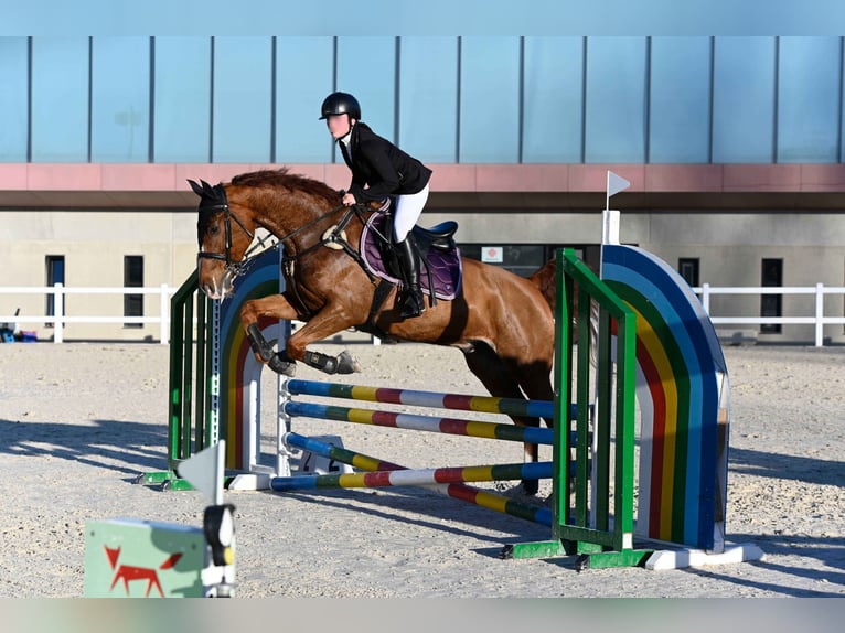 Caballo de deporte español Mestizo Caballo castrado 10 años 165 cm Alazán in Castro Urdiales