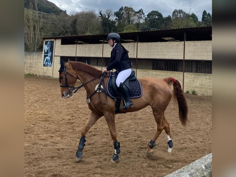 Caballo de deporte español Mestizo Caballo castrado 10 años 165 cm Alazán in Castro Urdiales