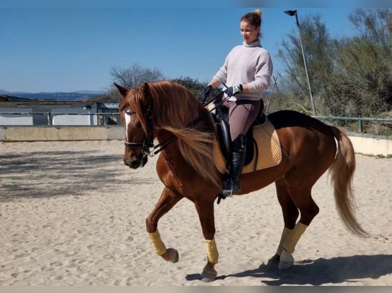 Caballo de deporte español Caballo castrado 10 años 165 cm Palomino in Madrid