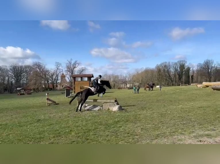 Caballo de deporte español Caballo castrado 10 años 170 cm Castaño oscuro in Brunete