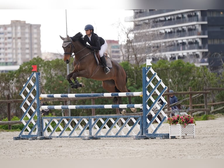 Caballo de deporte español Caballo castrado 10 años 170 cm Castaño oscuro in Barcelona