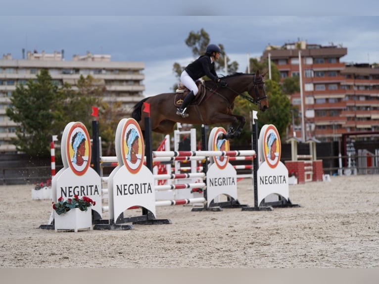 Caballo de deporte español Caballo castrado 10 años 170 cm Castaño oscuro in Barcelona