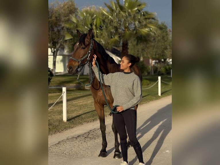 Caballo de deporte español Caballo castrado 10 años 170 cm Castaño oscuro in Barcelona