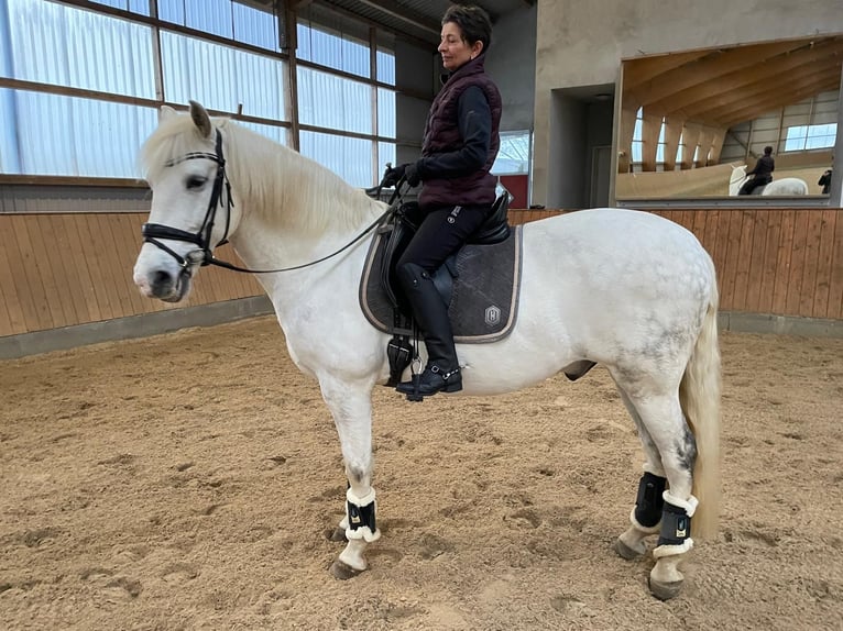 Caballo de deporte español Caballo castrado 10 años 64 cm Tordo rodado in Jersbek