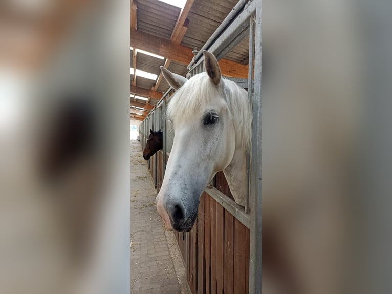 Caballo de deporte español Caballo castrado 10 años 64 cm Tordo rodado in Jersbek