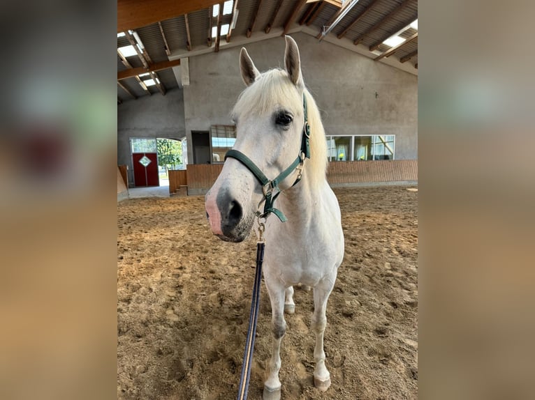 Caballo de deporte español Caballo castrado 10 años 64 cm Tordo rodado in Jersbek