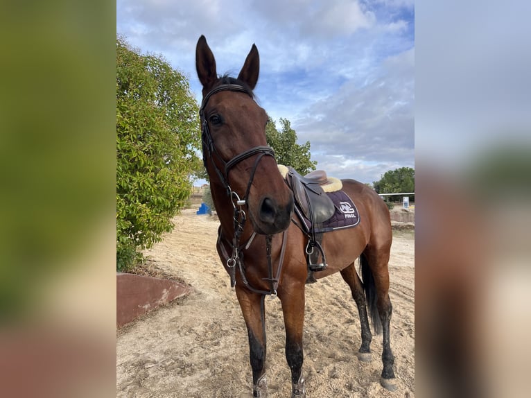 Caballo de deporte español Caballo castrado 10 años Castaño in Valdetorres De Jarama