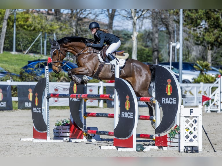 Caballo de deporte español Caballo castrado 10 años Castaño in Valdetorres De Jarama