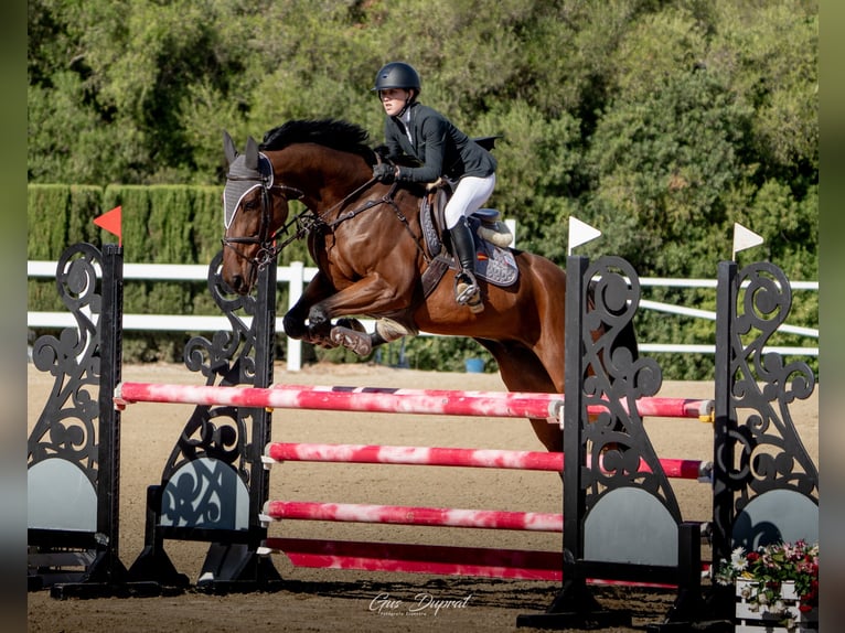 Caballo de deporte español Caballo castrado 10 años Castaño in Valdetorres De Jarama