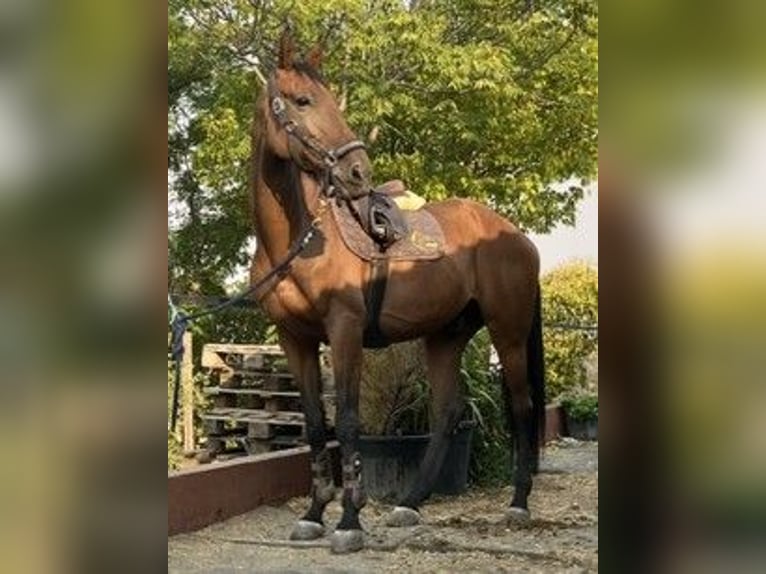 Caballo de deporte español Caballo castrado 10 años Castaño in Valdetorres De Jarama