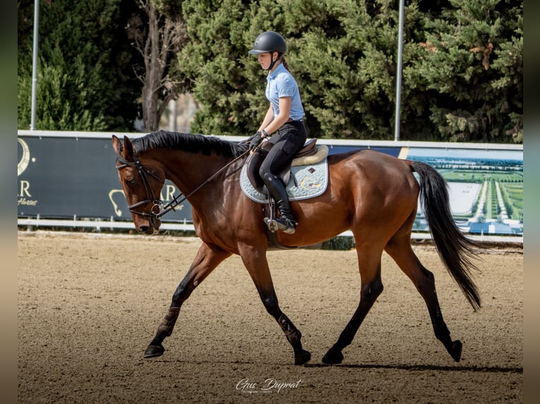 Caballo de deporte español Caballo castrado 10 años Castaño in Valdetorres De Jarama