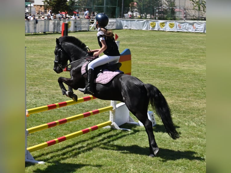 Caballo de deporte español Caballo castrado 11 años 129 cm Negro in Garagartza (Mendaro)