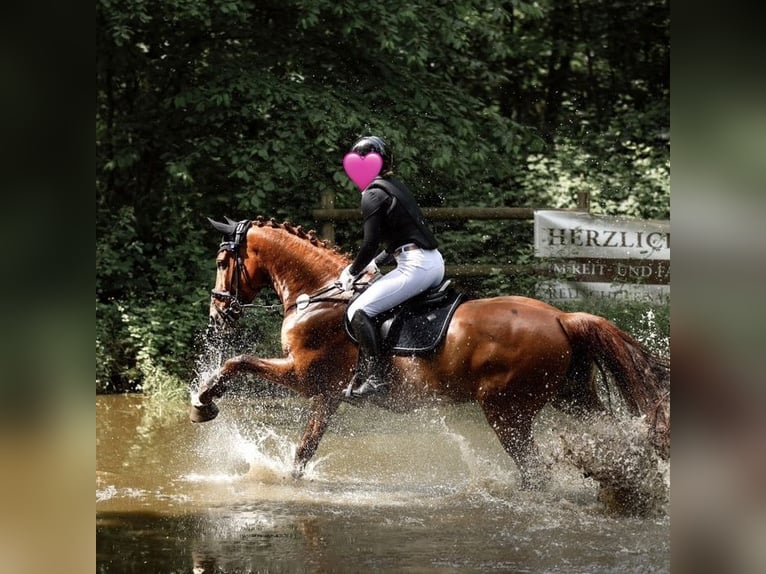 Caballo de deporte español Mestizo Caballo castrado 11 años 165 cm Alazán-tostado in Rheinbach