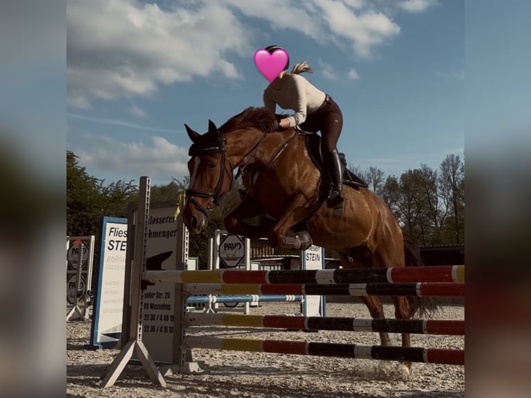 Caballo de deporte español Mestizo Caballo castrado 11 años 165 cm Alazán-tostado in Rheinbach