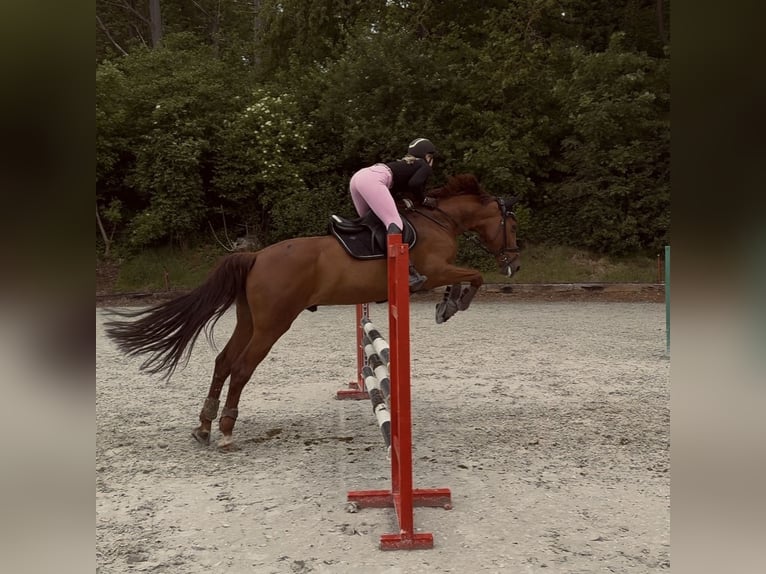 Caballo de deporte español Mestizo Caballo castrado 11 años 165 cm Alazán-tostado in Rheinbach