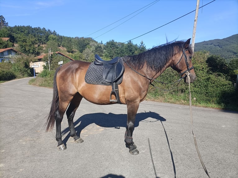 Caballo de deporte español Caballo castrado 11 años 165 cm Castaño in Mungia