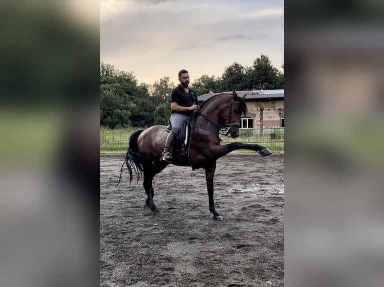 Caballo de deporte español Caballo castrado 11 años 165 cm Castaño oscuro in Oggiona Con Santo Stefano