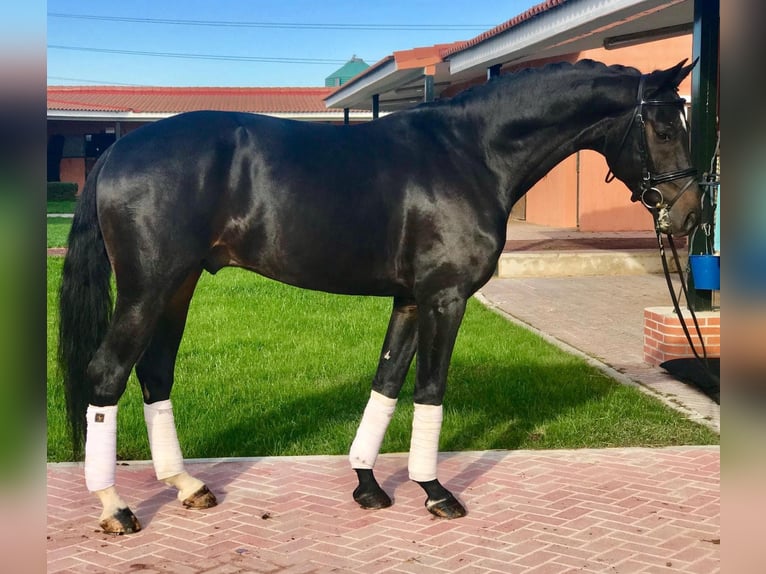 Caballo de deporte español Caballo castrado 11 años 165 cm Negro in Madrid