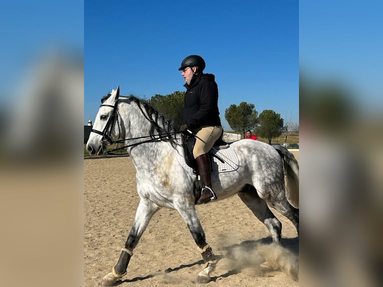 Caballo de deporte español Caballo castrado 11 años 166 cm Tordo in Arroyo De La Luz